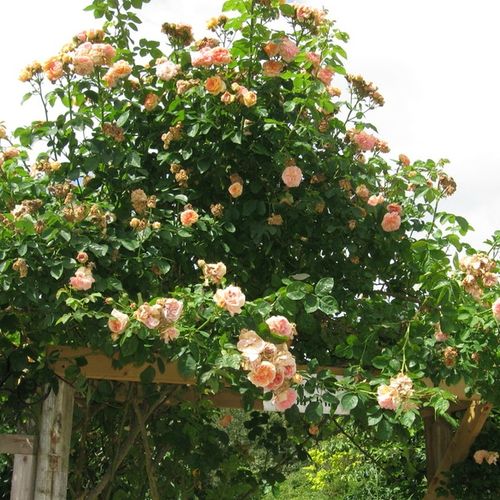 Łagodny różowo-żółty z odcieniem pomarańczowym - Róże pienne - z drobnymi kwiatami - korona zwisająca